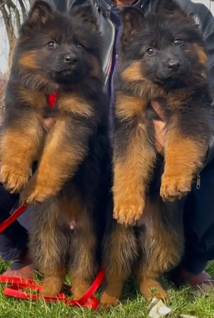 German Shepherd Dog – Healthy & Active