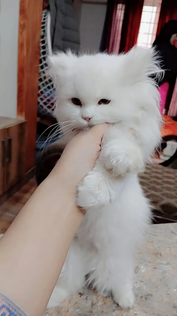 Persian kittens for sale