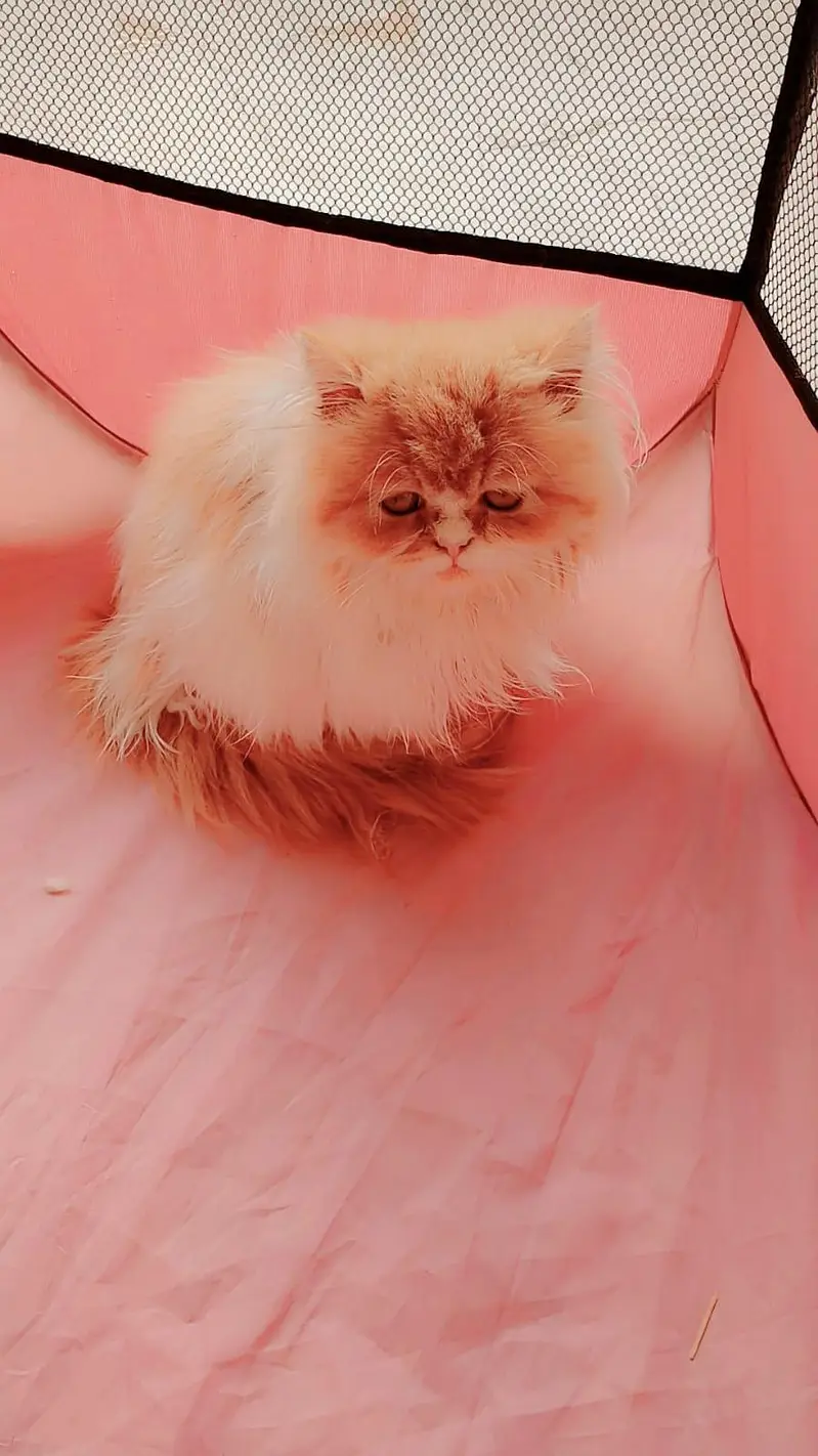 Persian kittens for sale