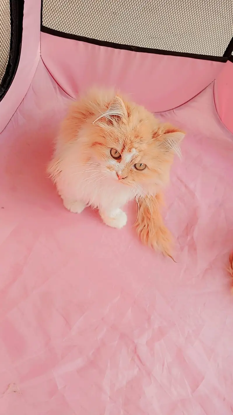 Persian kittens for sale
