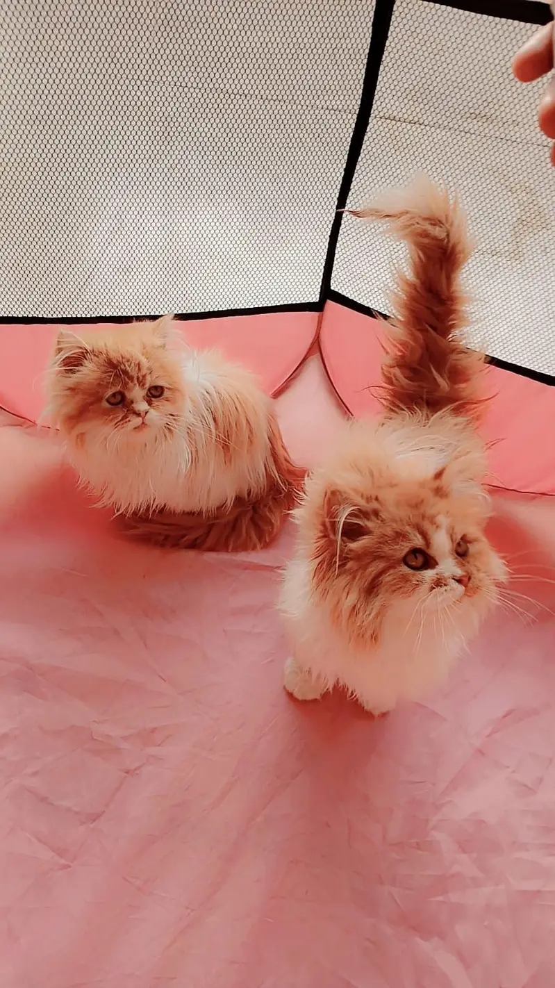 Persian kittens for sale