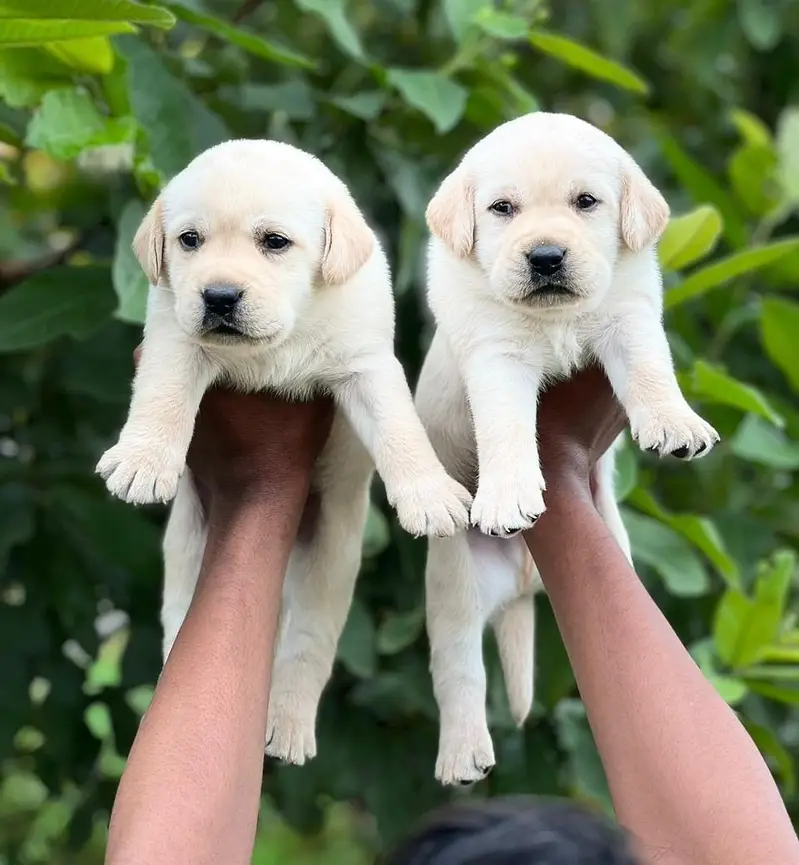 British Labra | Puppies | labrador | Dog | Labra Puppy | Labra