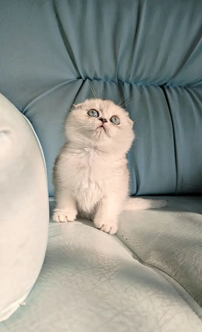 Gorgeous Scottish Fold & British Shorthair Kittens | Cats | Kittens