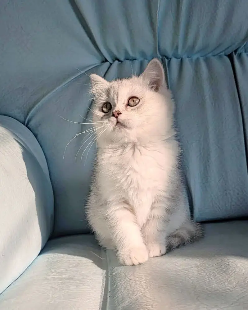 Gorgeous Scottish Fold & British Shorthair Kittens | Cats | Kittens