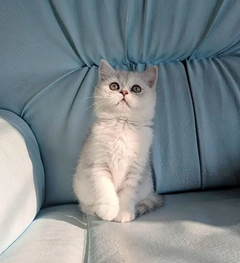 Gorgeous Scottish Fold & British Shorthair Kittens | Cats | Kittens