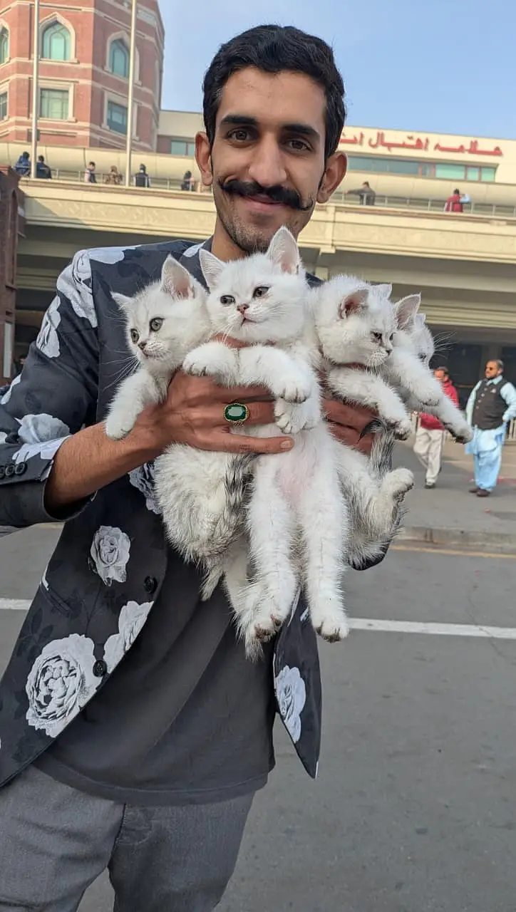 Gorgeous Scottish Fold & British Shorthair Kittens | Cats | Kittens
