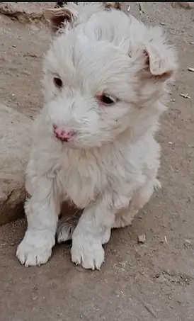 Russian puppy / Russian pink nose puppies / Russian feamle , male dog