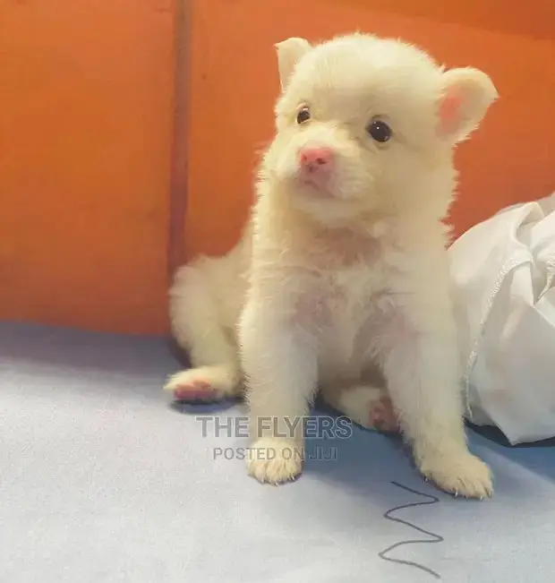 Russian puppy / Russian pink nose puppies / Russian feamle , male dog