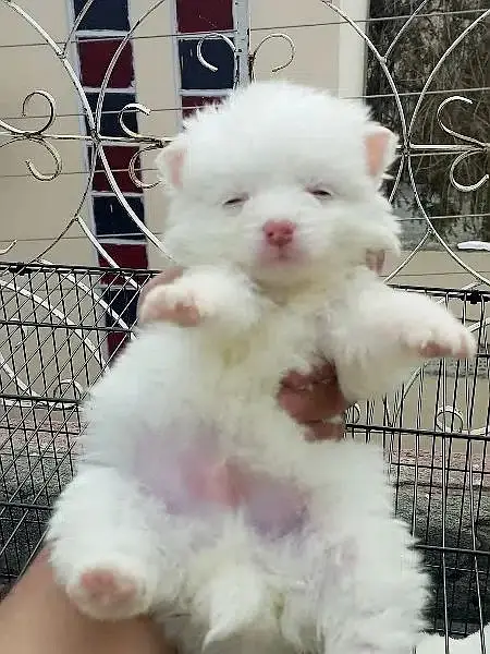 Russian puppy / Russian pink nose puppies / Russian feamle , male dog