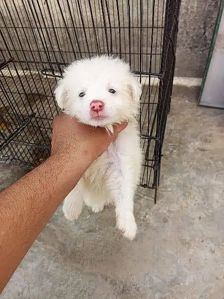 Russian puppy / Russian pink nose puppies / Russian feamle , male dog