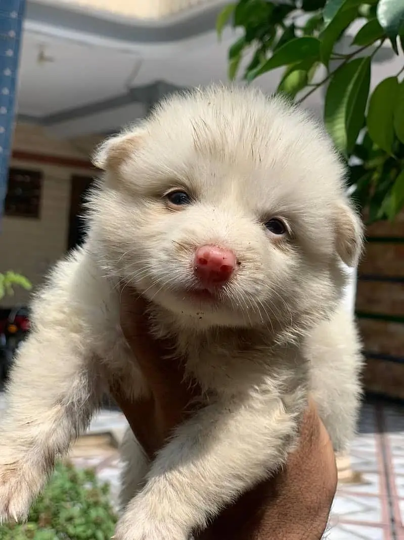 Russian puppy / Russian pink nose puppies / Russian feamle , male dog