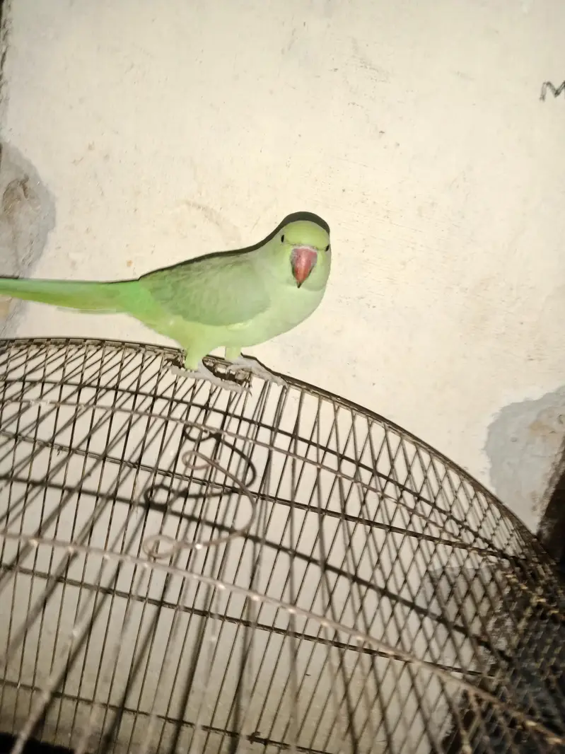 Green Parrot