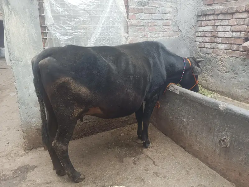 Cow for sale