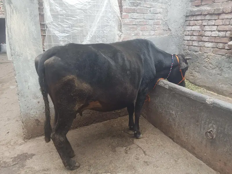 Cow for sale