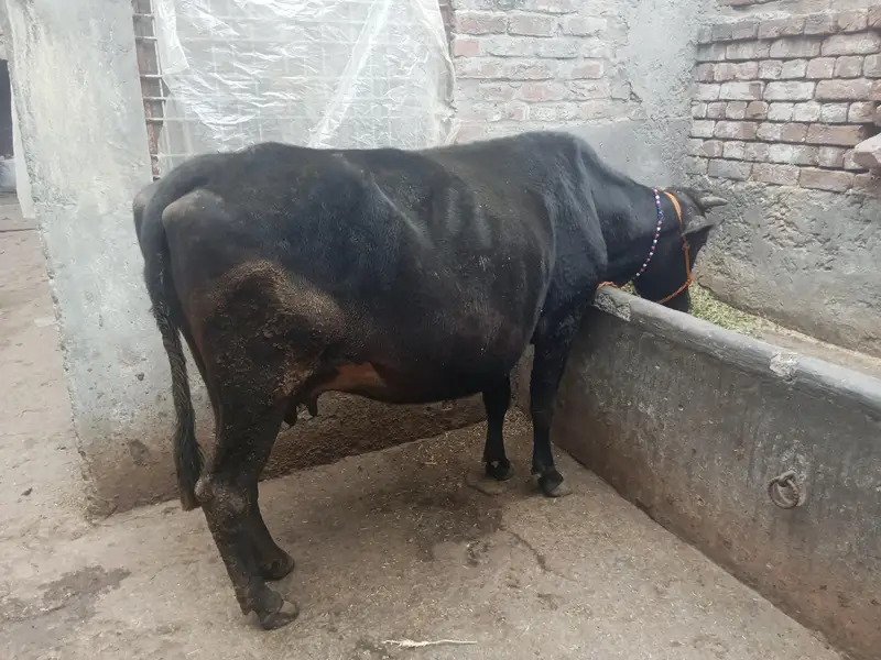 Cow for sale