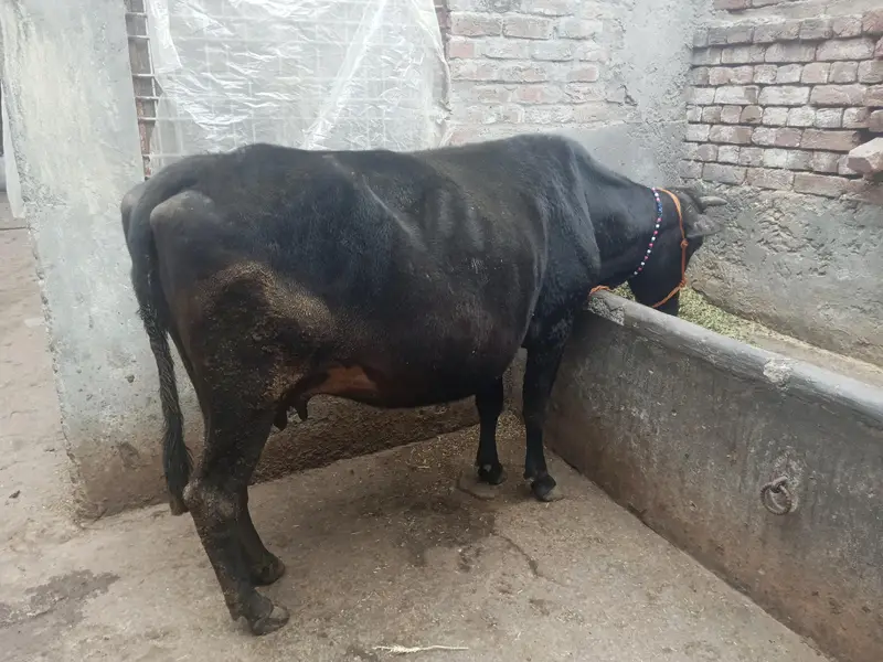 Cow for sale