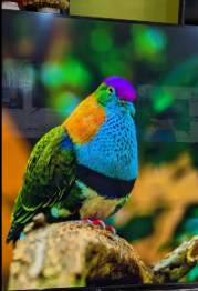 SHANDAR OFFER LED TV 55 INCH LG 4k WEB OS ULTRA SLIM