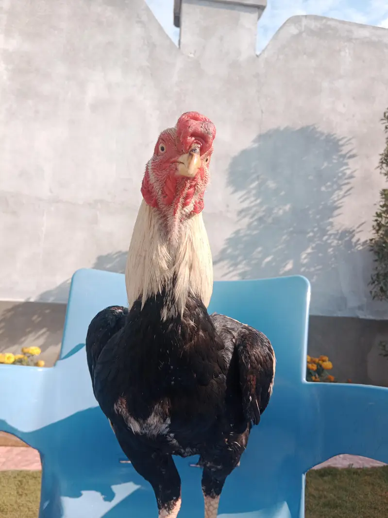 Only male of parrot cast!