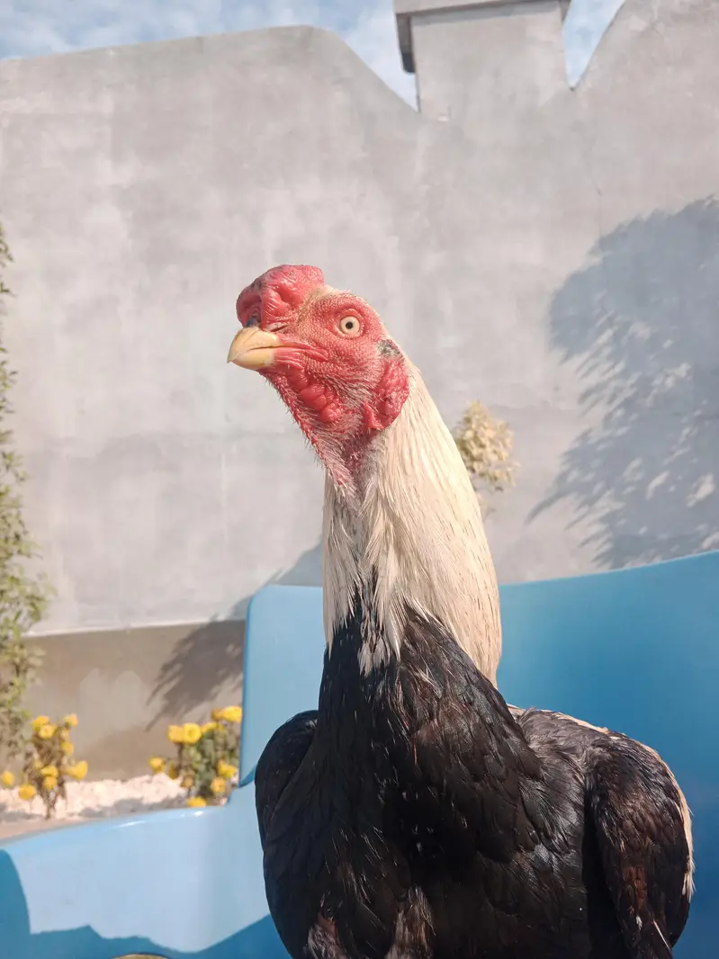 Only male of parrot cast!