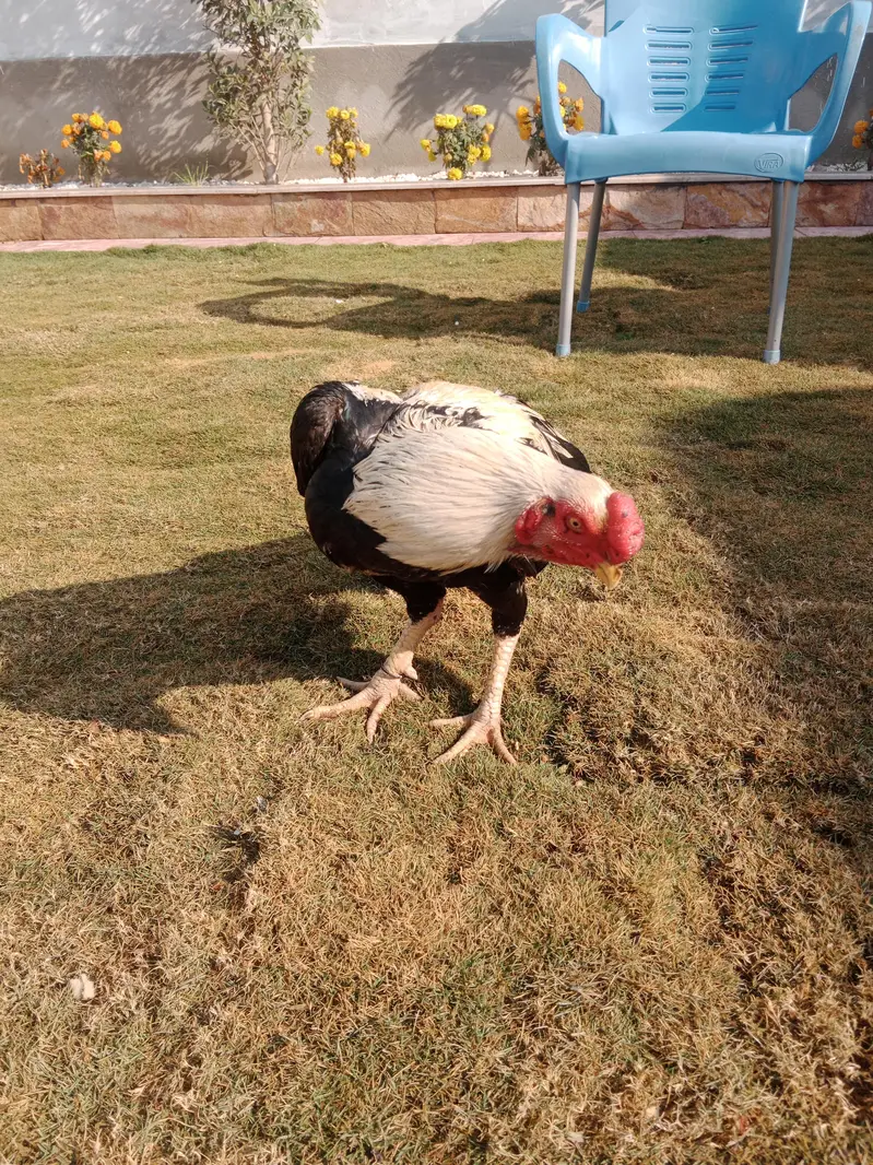 Only male of parrot cast!