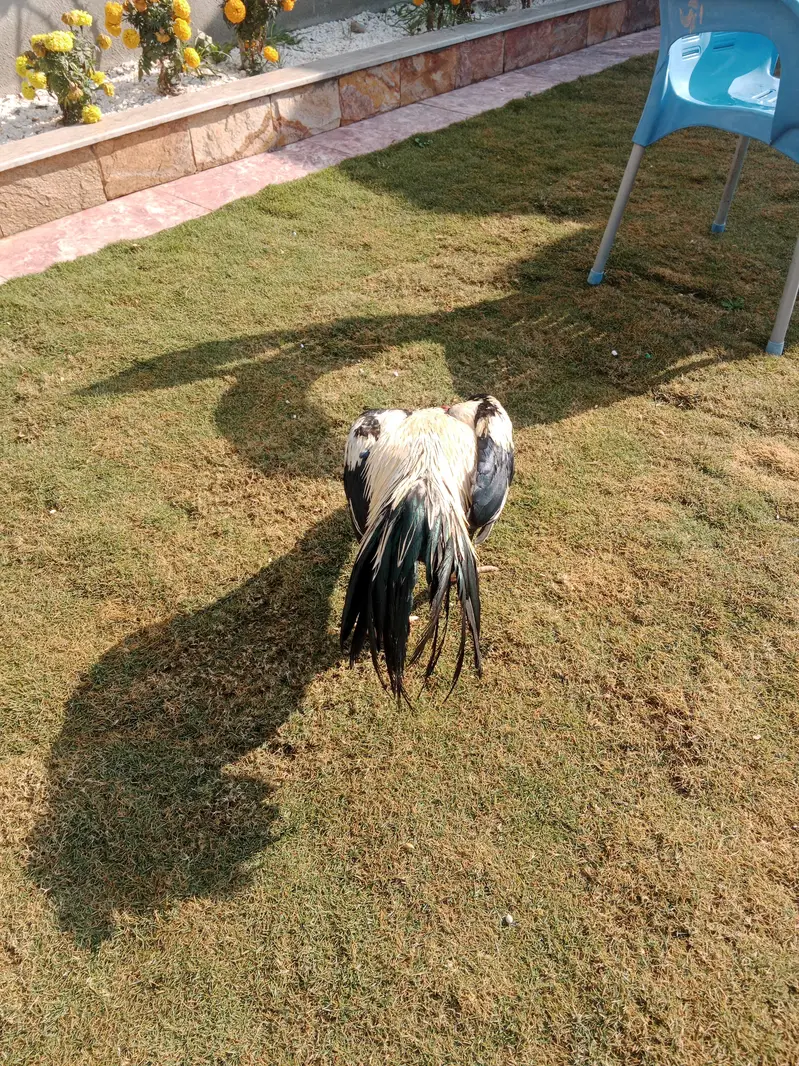 Only male of parrot cast!