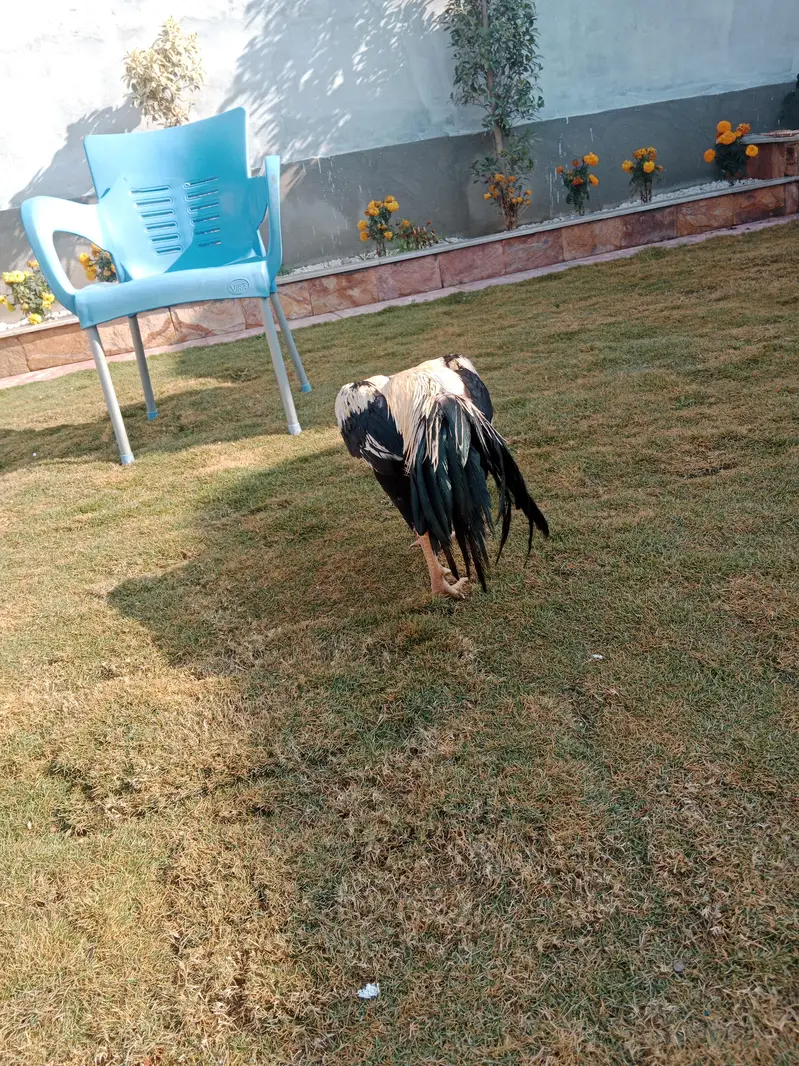 Only male of parrot cast!