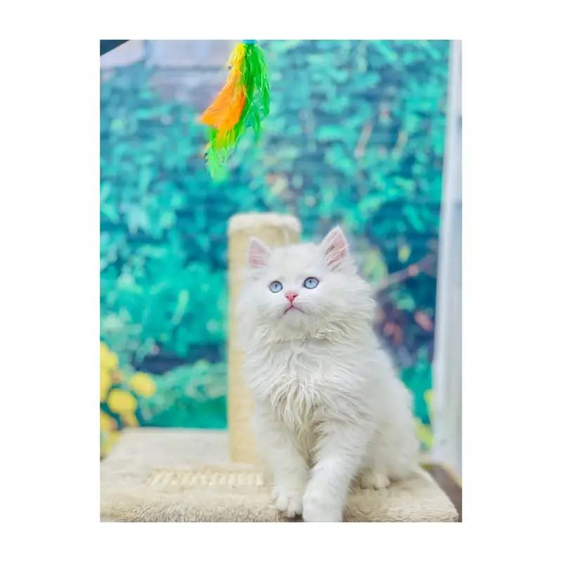 cash on delivery Persian kitten cats