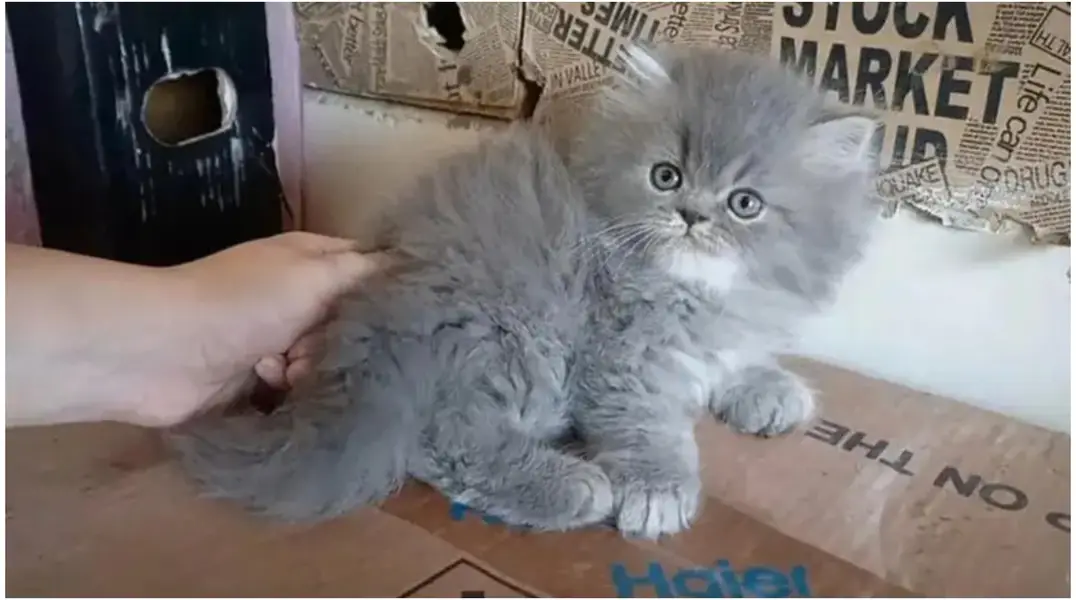 cash on delivery Persian kitten cats