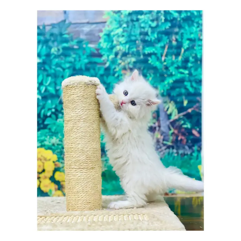 cash on delivery Persian kitten cats