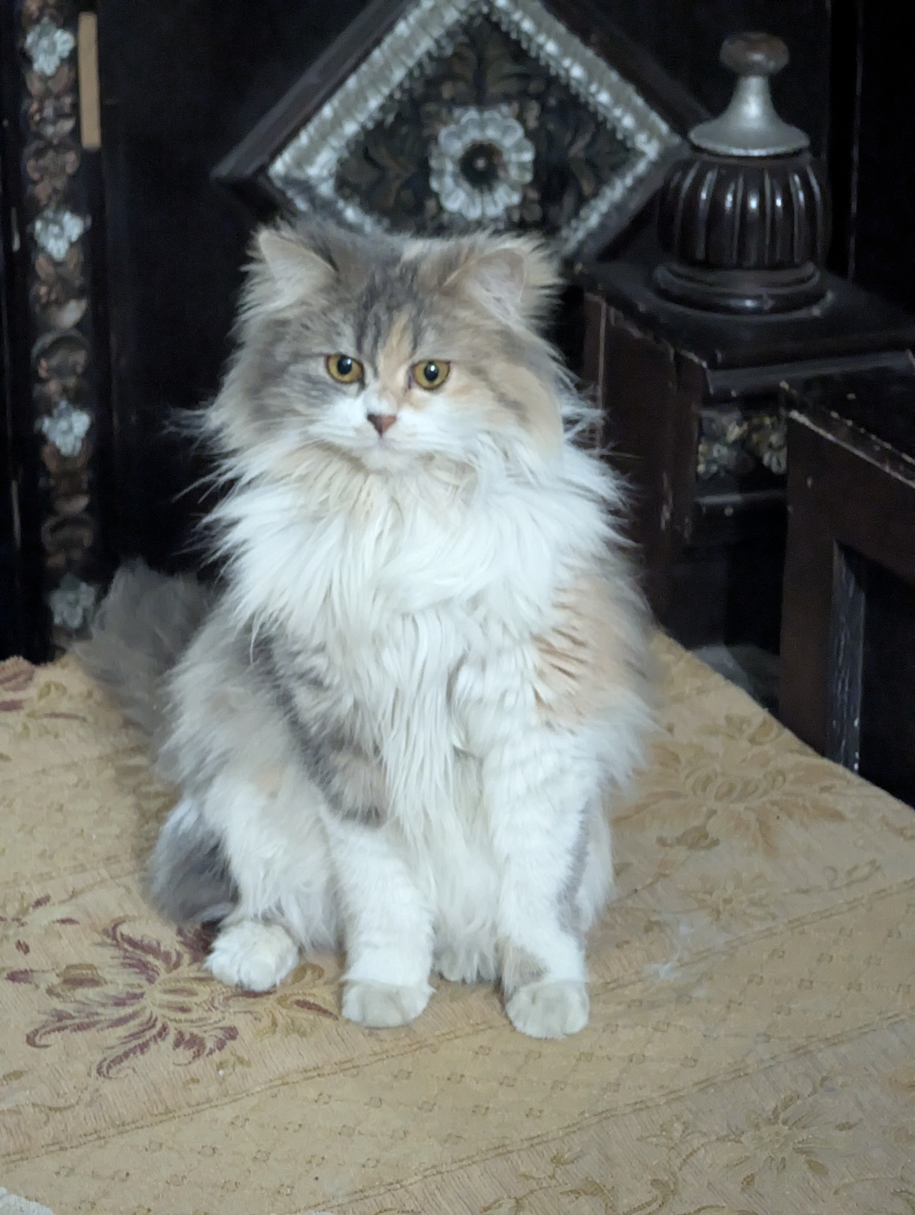 Pure Persian Cat for Sale Healthy & Beautiful