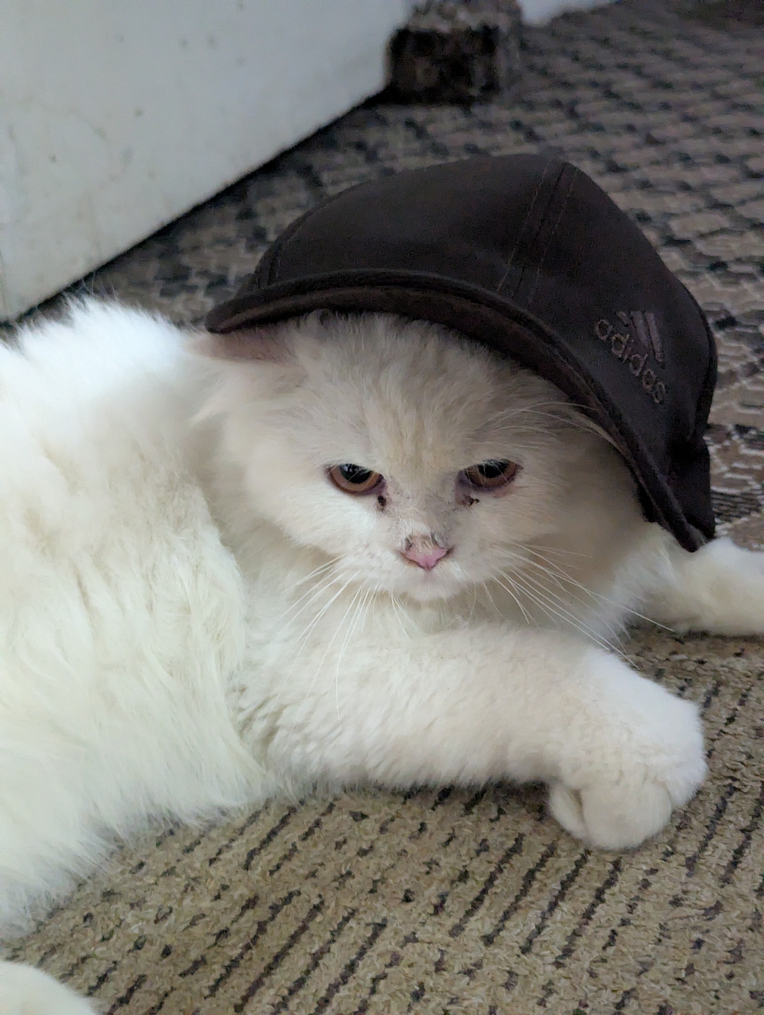 Beautiful White Persian Male Cat Available