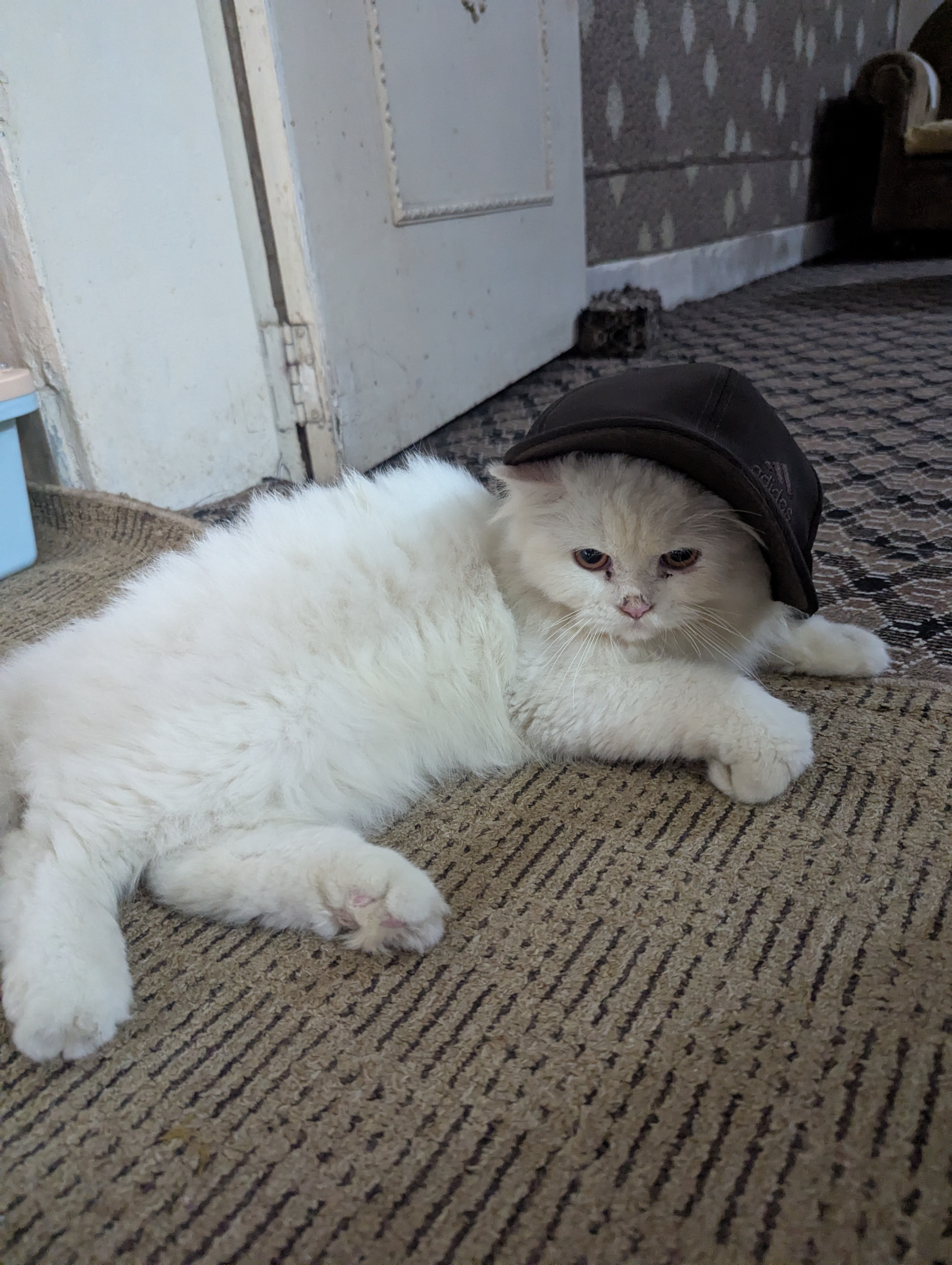 Beautiful White Persian Male Cat Available