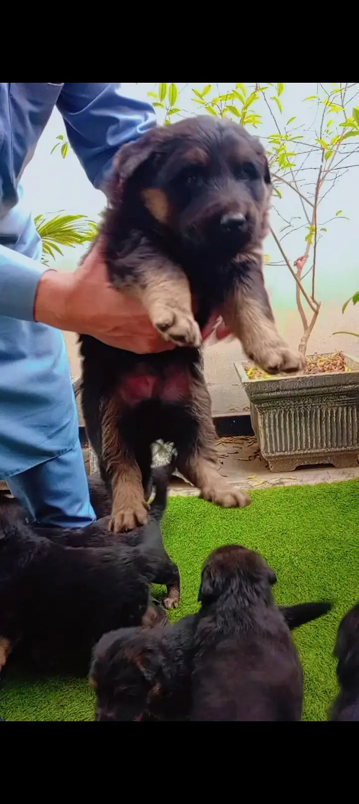 German pupp long cot