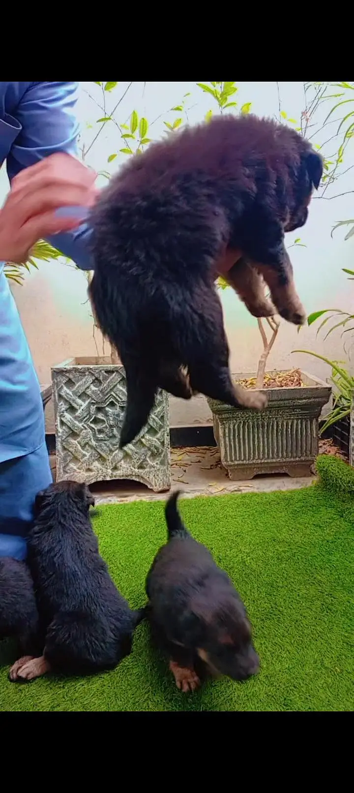 German pupp long cot