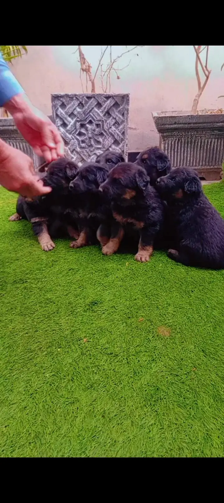 German pupp long cot