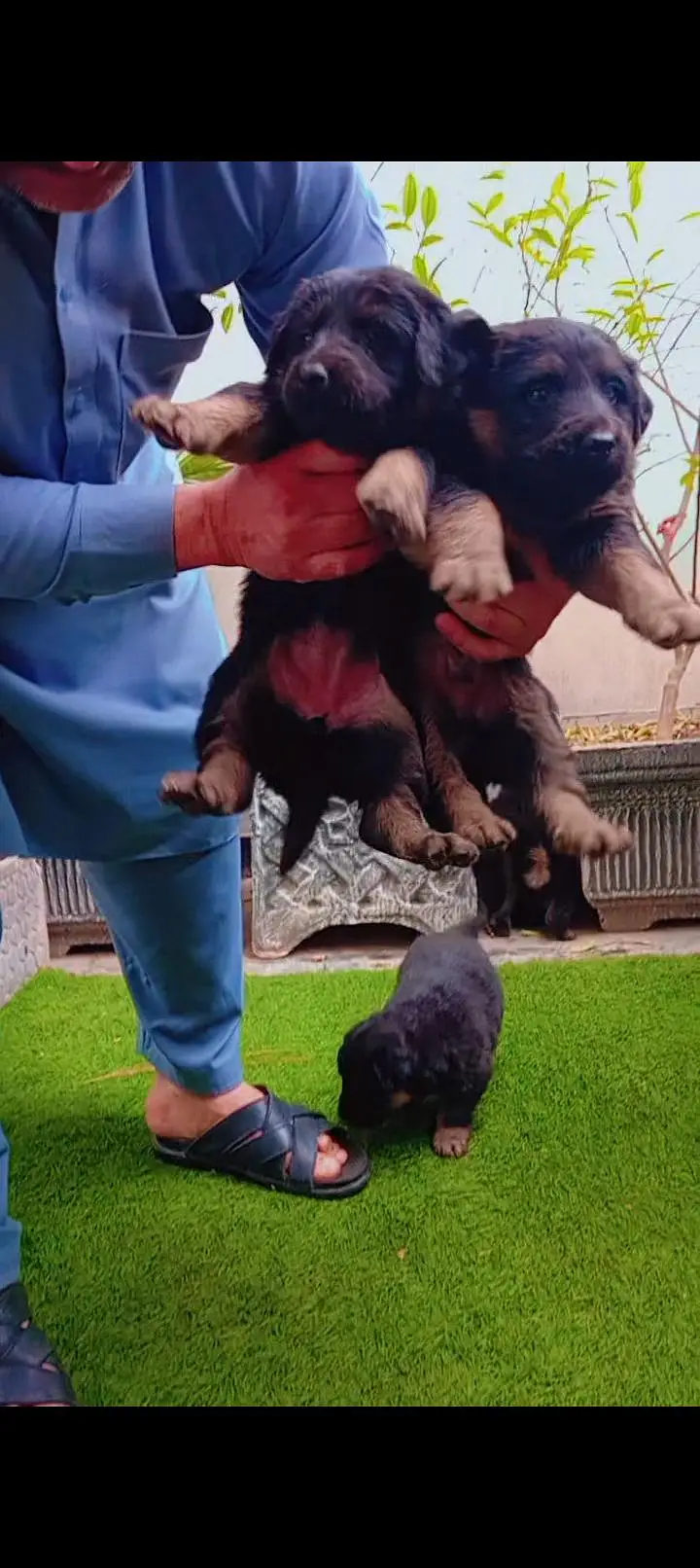 German pupp long cot