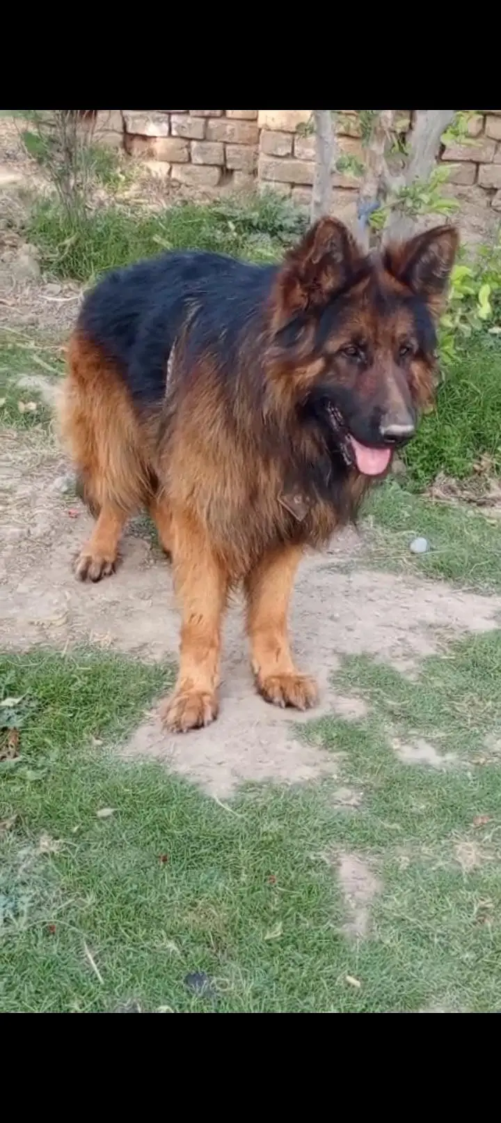 German pupp long cot