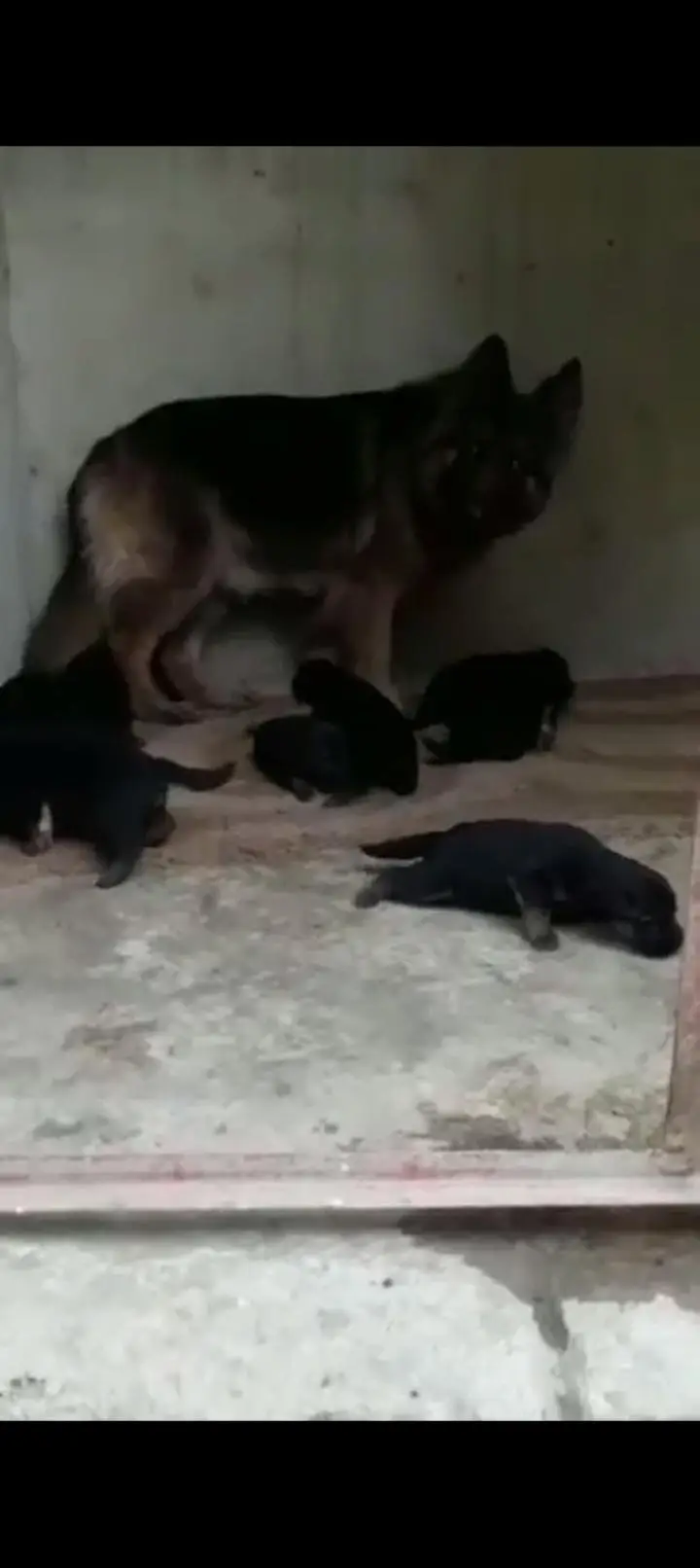 German pupp long cot