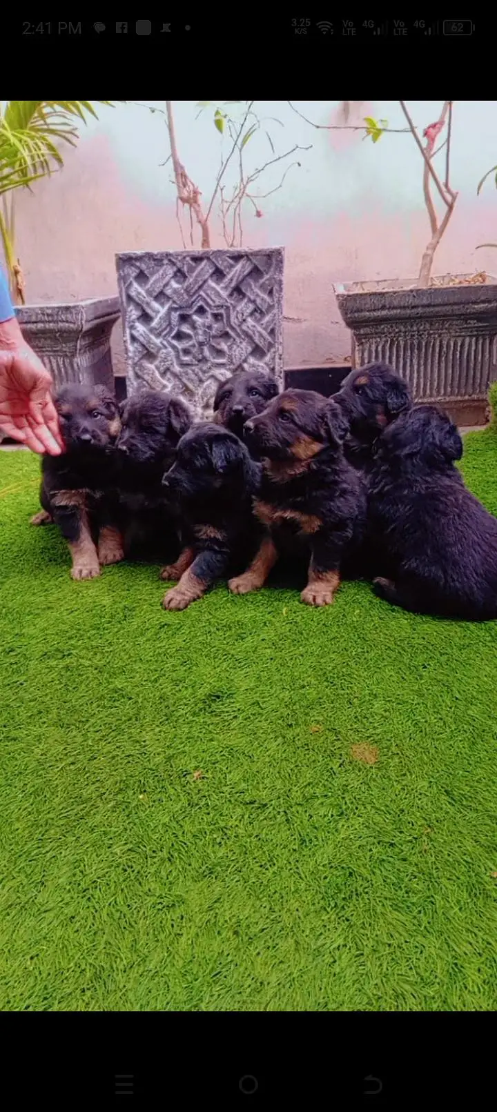 German pupp long cot