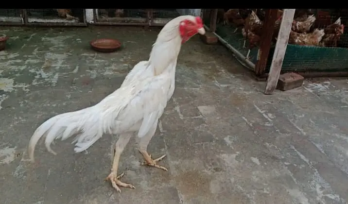 King size shamoo| Mianwali lakha |hight quality |Austrolop Heritage|