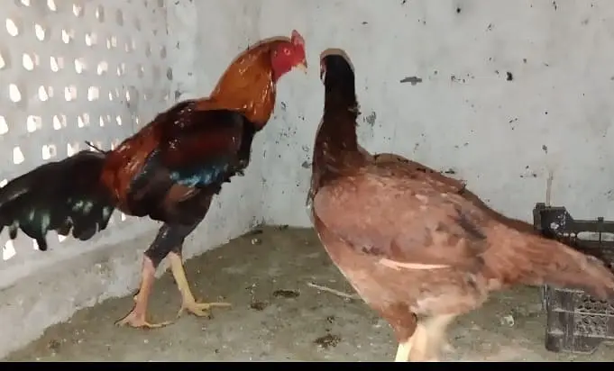 King size shamoo| Mianwali lakha |hight quality |Austrolop Heritage|