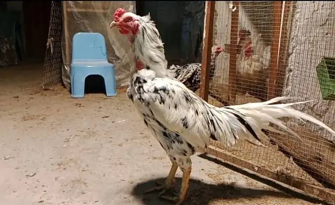 King size shamoo| Mianwali lakha |hight quality |Austrolop Heritage|