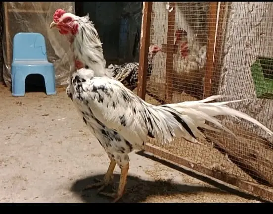 King size shamoo| Mianwali lakha |hight quality |Austrolop Heritage|