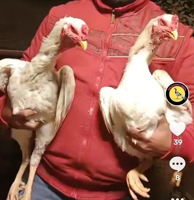 King size shamoo| Mianwali lakha |hight quality |Austrolop Heritage|