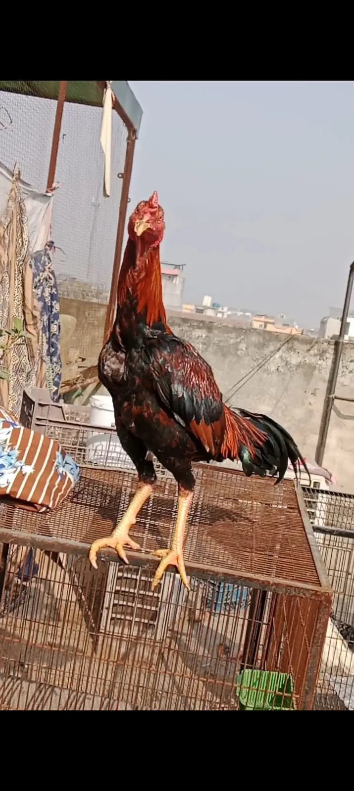 King size shamoo| Mianwali lakha |hight quality |Austrolop Heritage|