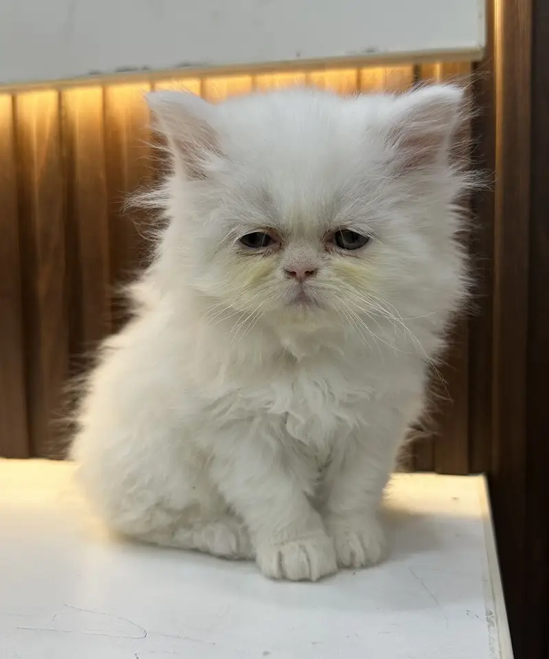 Punch face full long coat extreme Quality kitten