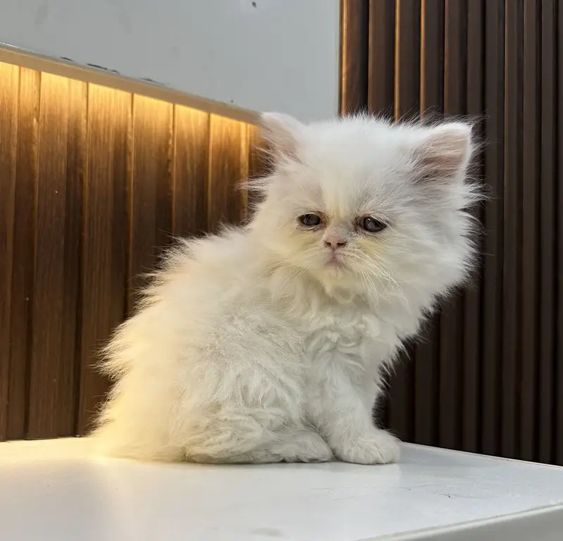 Punch face full long coat extreme Quality kitten