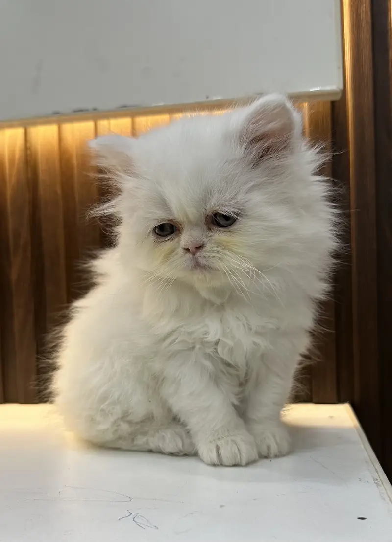 Punch face full long coat extreme Quality kitten