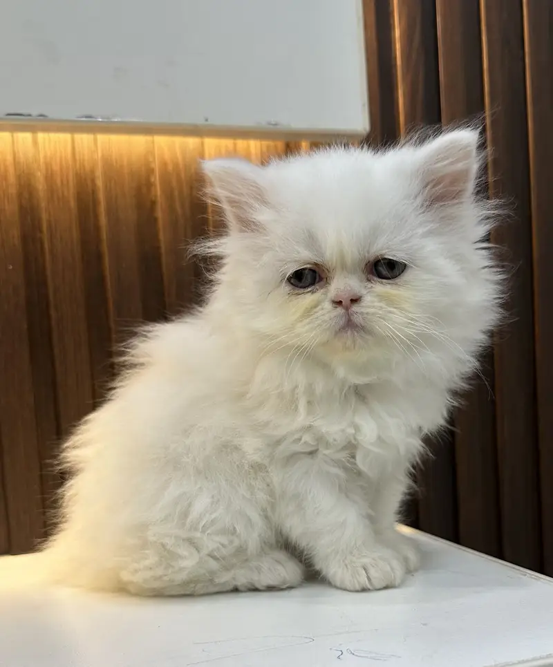 Punch face full long coat extreme Quality kitten