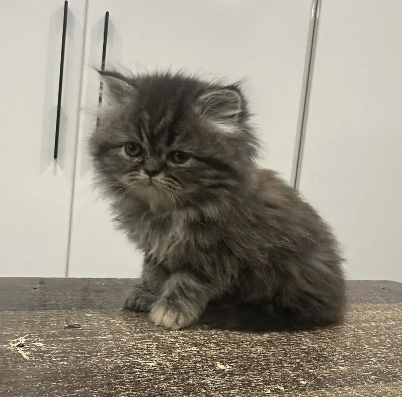 Punch face full long coat extreme Quality kitten